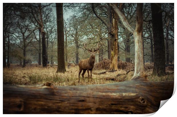 A Red Deer in the Wild Print by Wojciech Jagoda
