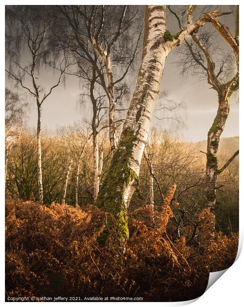 Golden Silver birch in the morning sun Print by nathan jeffery