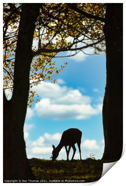 Red Deer Hind Print by Ron Thomas