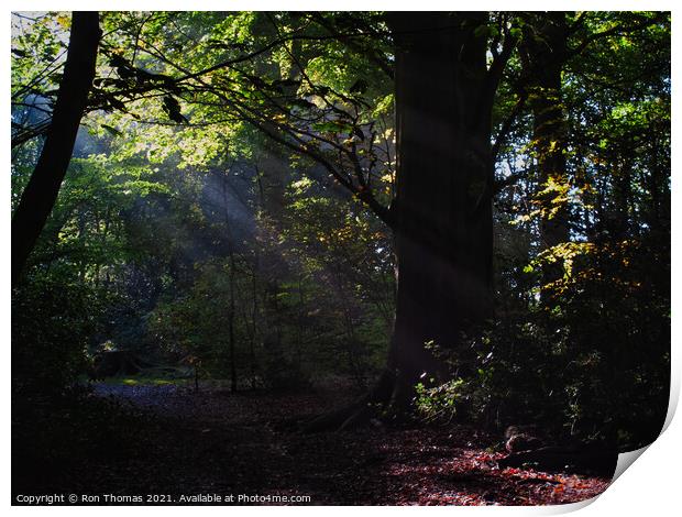 Eastham Woods, Wirral. Print by Ron Thomas
