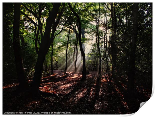 Eastham Woods, Eastham Country Park Print by Ron Thomas