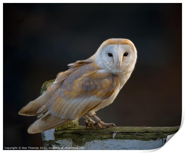 Barn Owl Print by Ron Thomas