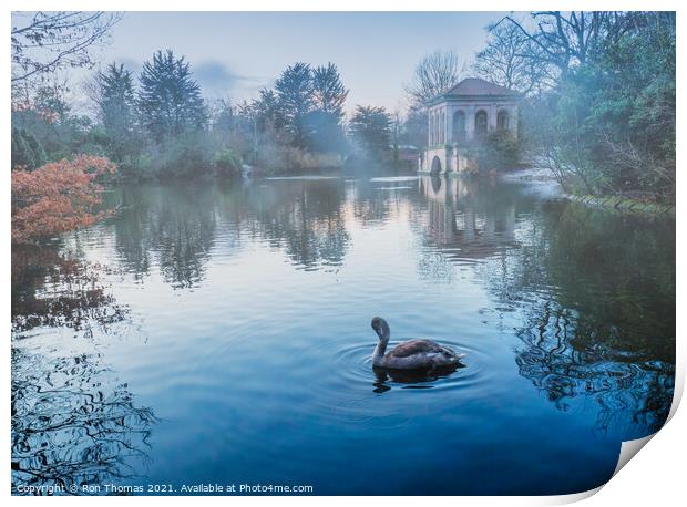 Swan in the Lake at Birkenhead Park Print by Ron Thomas