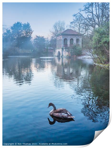 Swan in the Lake at Birkenhead Park Print by Ron Thomas