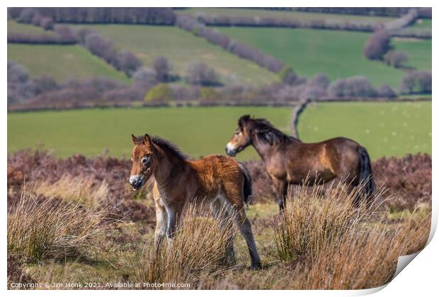 Exmoor Pony with Foal Print by Jim Monk