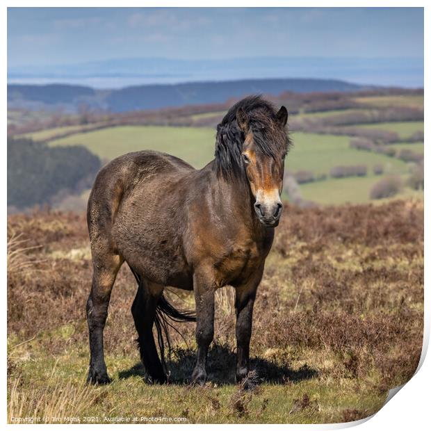 Exmoor Pony, Somerset Print by Jim Monk