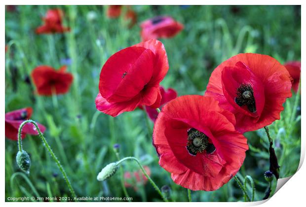 English Red Poppies Print by Jim Monk