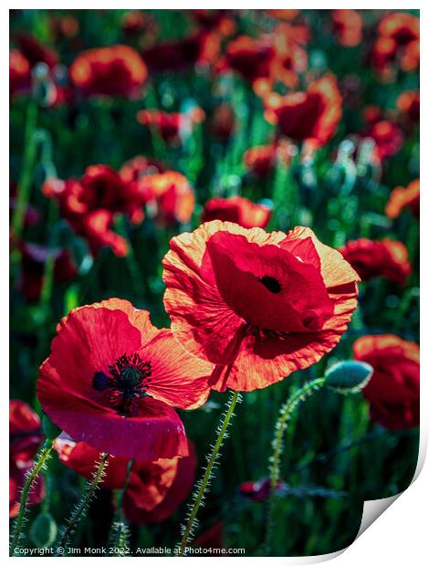 Poppies in summer sunshine Print by Jim Monk