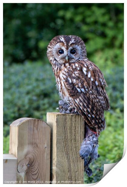 Tawny Owl Print by Jim Monk