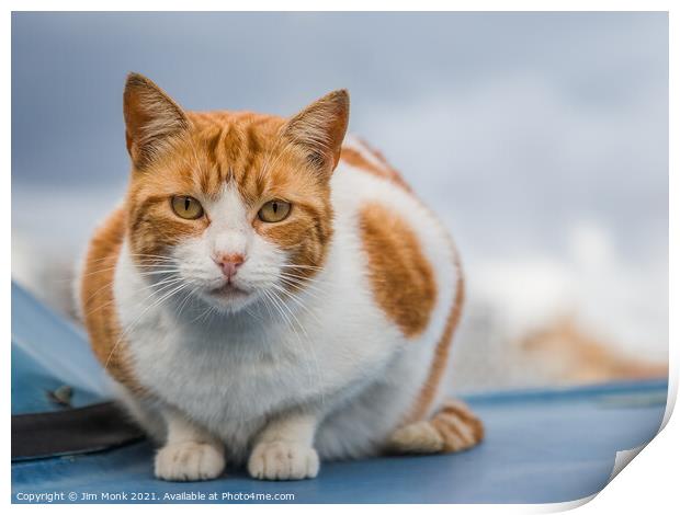 Maltese Cat, Valletta Print by Jim Monk