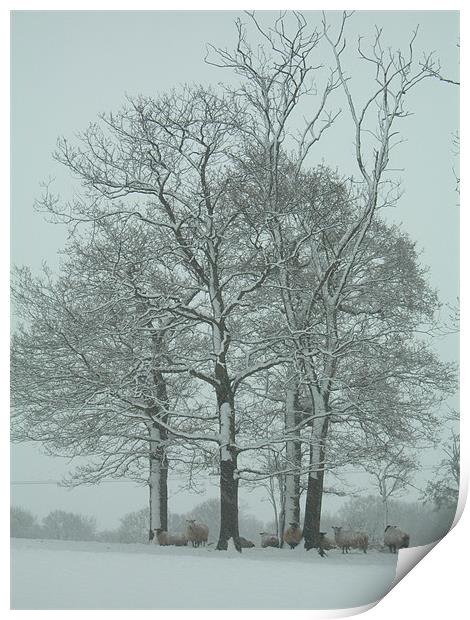 Sussex Sheep Shelter in the Snow  Print by Lisa Bowman