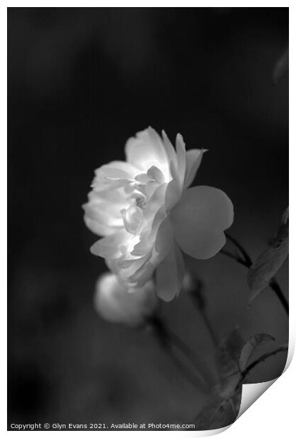 Wild white rose. Print by Glyn Evans