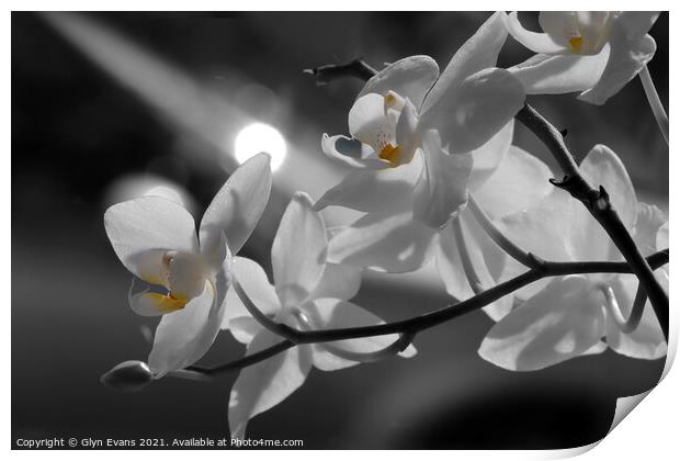  Orchids in the moonlight Print by Glyn Evans