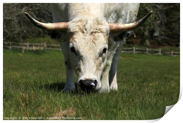 White Park Cow smelling a spring flower. Print by Glyn Evans
