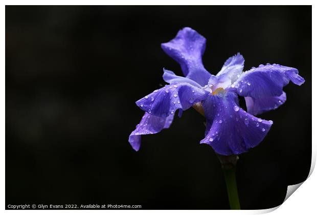Blue Iris. Print by Glyn Evans