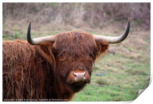 Highland cattle. Print by Glyn Evans