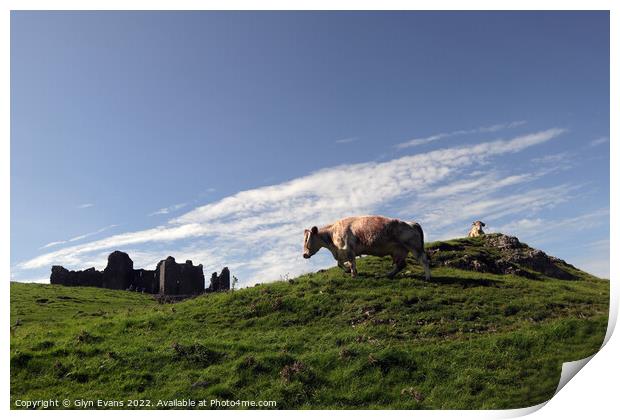 Longhorn Cattle at Carreg Cennen. Print by Glyn Evans