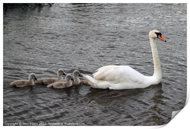 Swan and Cygnets. Print by Glyn Evans