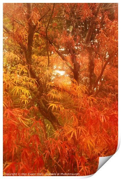 Autumn colours. Print by Glyn Evans