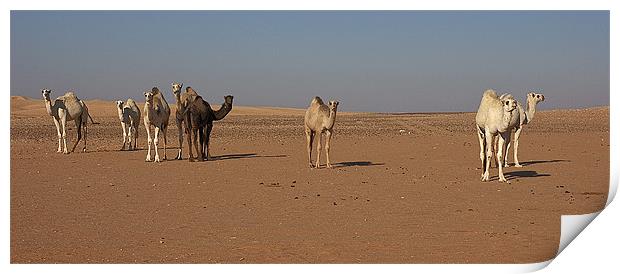 Camel Trail Print by Simon Curtis