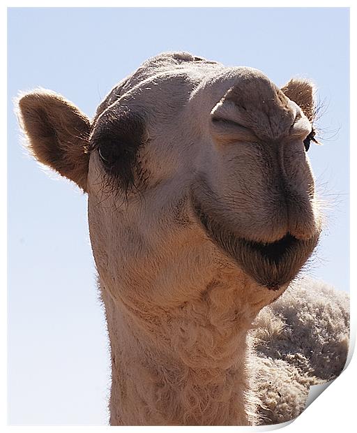 camel Print by Simon Curtis