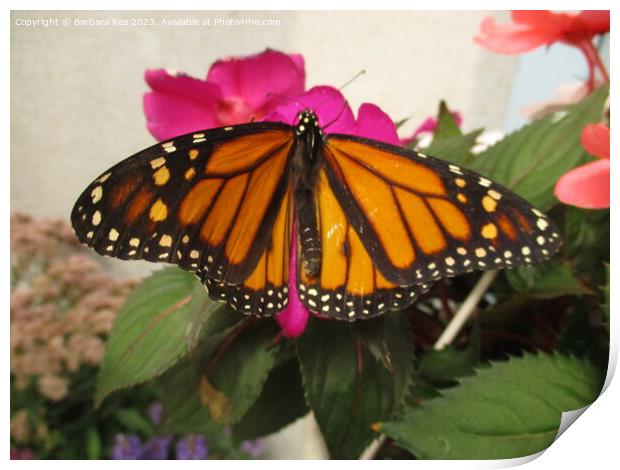 A colorful butterfly on a flower Print by Barbara Rea