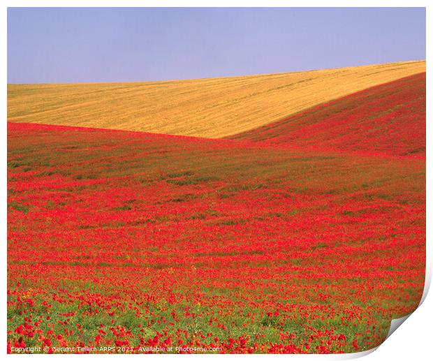 Poppies and wheat, South Downs, East Sussex, England Print by Geraint Tellem ARPS
