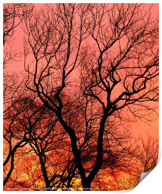 Tree at sunset, Kent, UK Print by Geraint Tellem ARPS