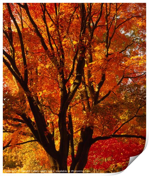 Tree in autumn, Westonbirt Arboretum, Glocestershire, England, UK Print by Geraint Tellem ARPS
