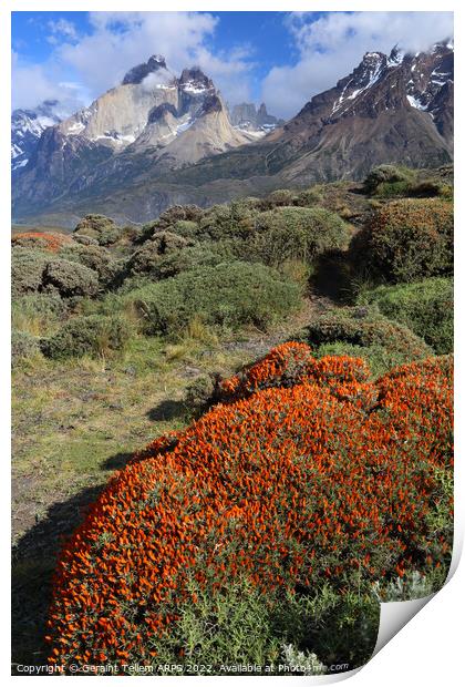Torres and Cuernos, Torres del Paine, Patagonia, Chile, S. America Print by Geraint Tellem ARPS