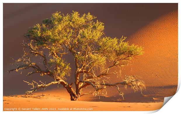 Tree, Dead Vlei, Sossusvlei, Namibia, Africa Print by Geraint Tellem ARPS