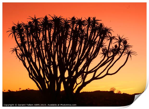 Twilight, Quiver Tree Forest, Keetmanshoop, Southern Namibia Print by Geraint Tellem ARPS