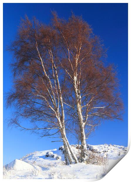 Silver birch tree. Rannoch Moor, Highland, Scotland Print by Geraint Tellem ARPS