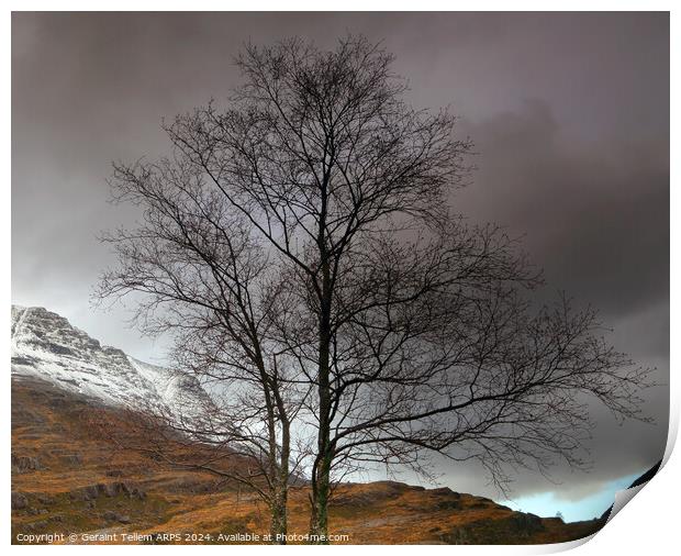 Lone tree, Glen Torridon, Highland, Scotland Print by Geraint Tellem ARPS