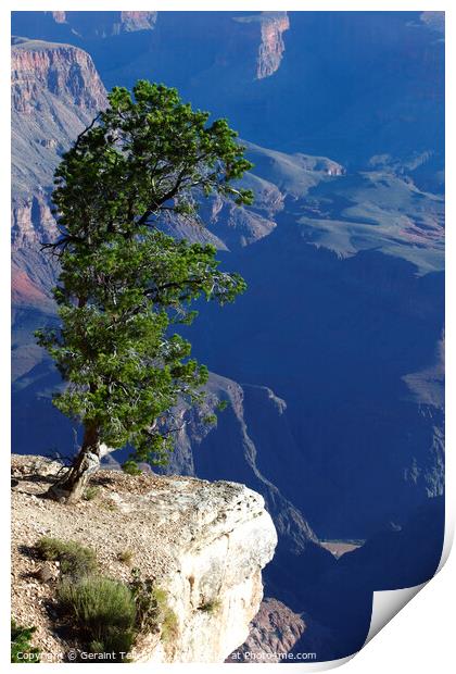 Lone tree, south rim, Grand Canyon, Arizona, USA Print by Geraint Tellem ARPS