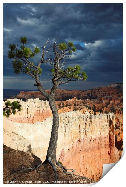 Bristlecone pine tree near Sunset Point, Bryce Canyon, Utah, USA Print by Geraint Tellem ARPS