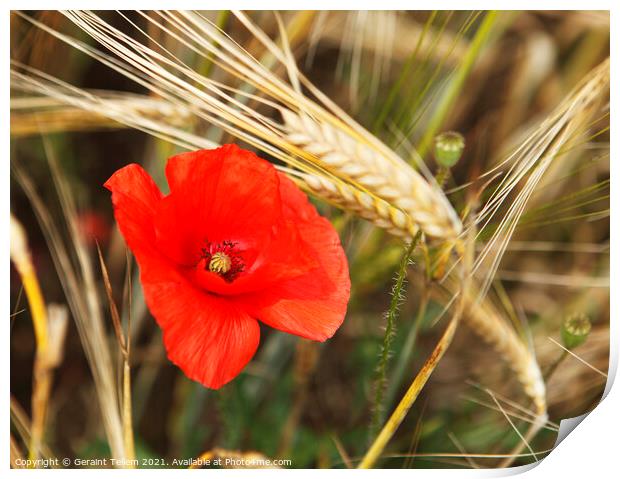 Poppy, Norfolk, England, UK Print by Geraint Tellem ARPS