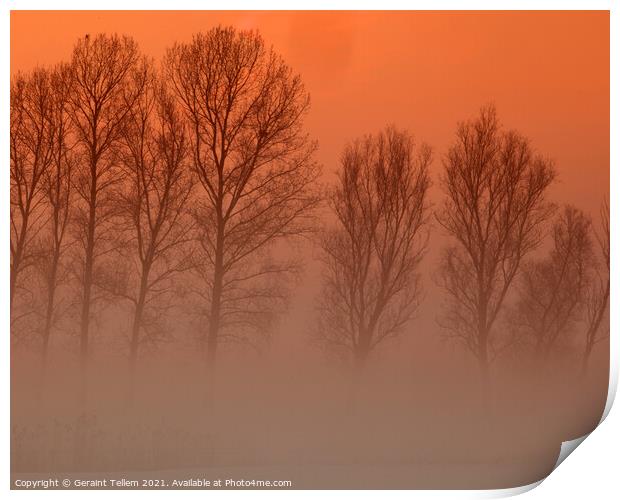 Trees in freezing mist, Norfolk, UK, Print by Geraint Tellem ARPS