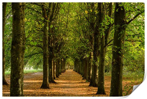 Avenue of Trees  Print by Reidy's Photos