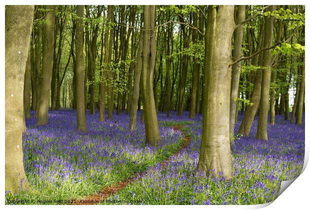 Pathway Through the Bluebells Print by Reidy's Photos