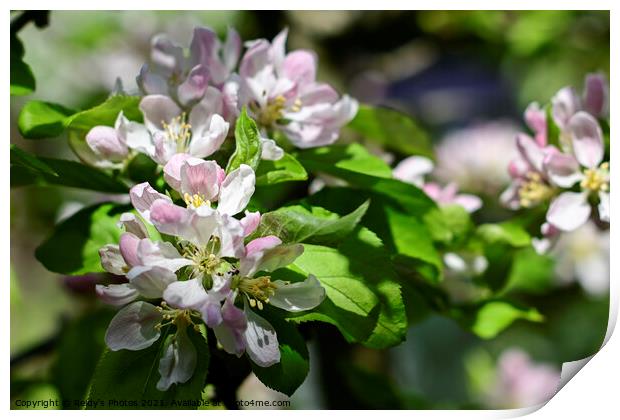 Apple Blossom Print by Reidy's Photos