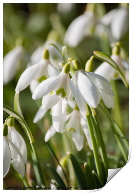 1st Snowdrops Print by Reidy's Photos