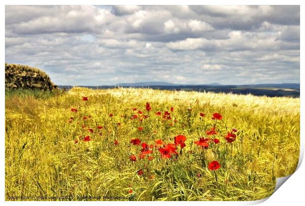 Poppies amongst the wheat. Print by mick vardy