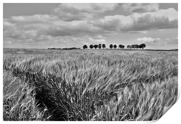 Tramlines in the barley field. Print by mick vardy