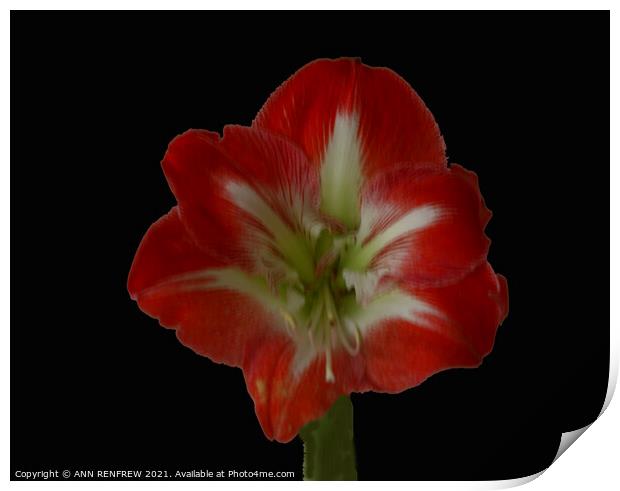 Amaryllis Print by ANN RENFREW