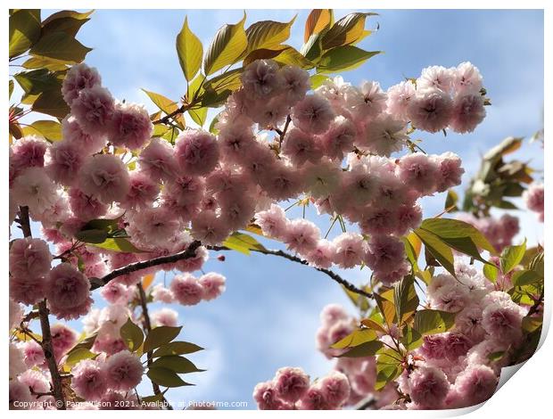Japanese Cherry Blossom against the blue sky Print by Pam Wilson