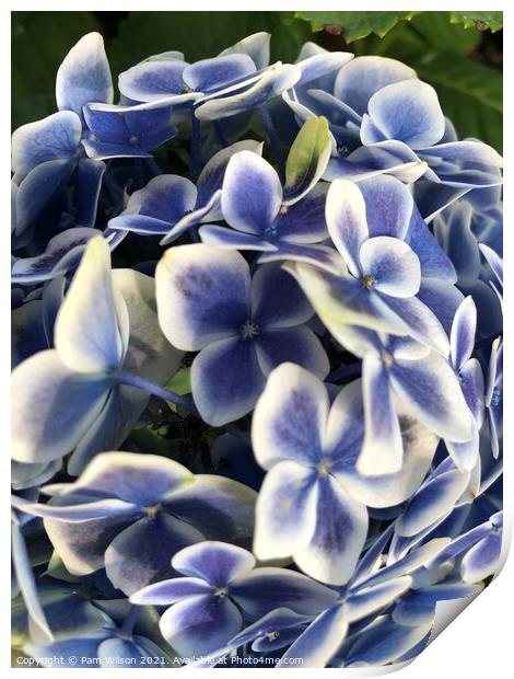 Hydrangea Blue Print by Pam Wilson
