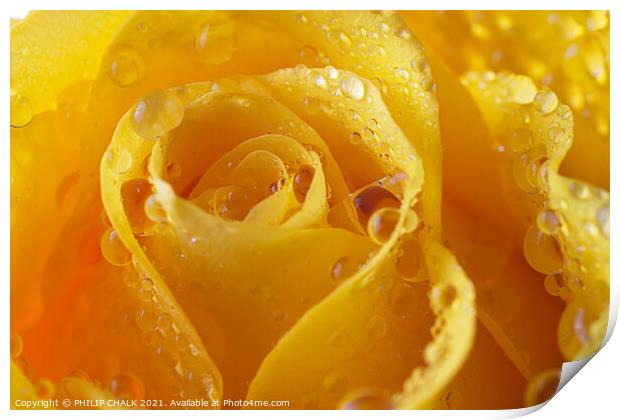 Yellow rose with water droplets 550 Print by PHILIP CHALK