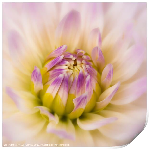 Soft and delicate Dahlia 675 Print by PHILIP CHALK