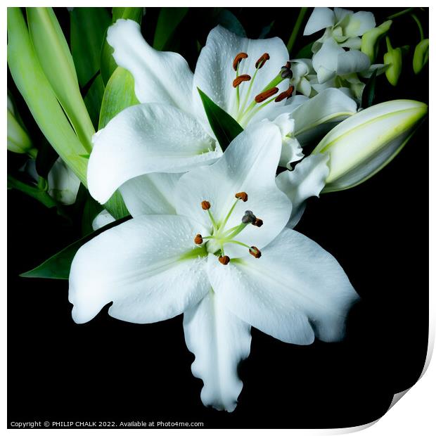White Lily 676 Print by PHILIP CHALK